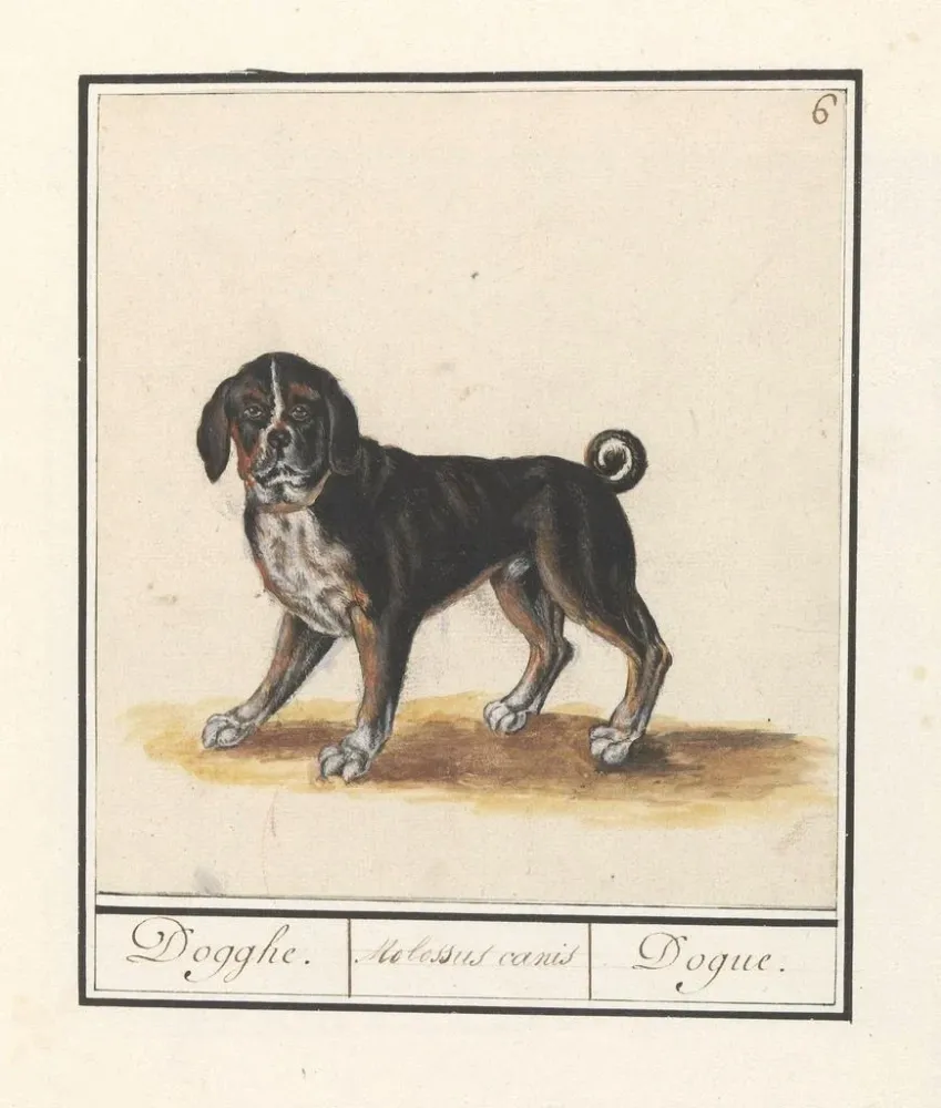 Maalaus Koira Canis susien perhe Dogghe Molossus canis Dogue - Anselmus Botius de Boodt | Taidetuloste