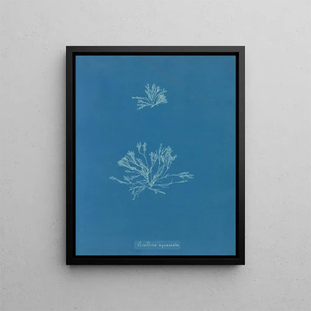 Maalaus Korallien suomut - Anna Atkins | Taidetuloste
