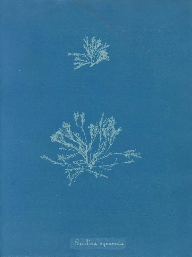 Maalaus Korallien suomut - Anna Atkins | Taidetuloste