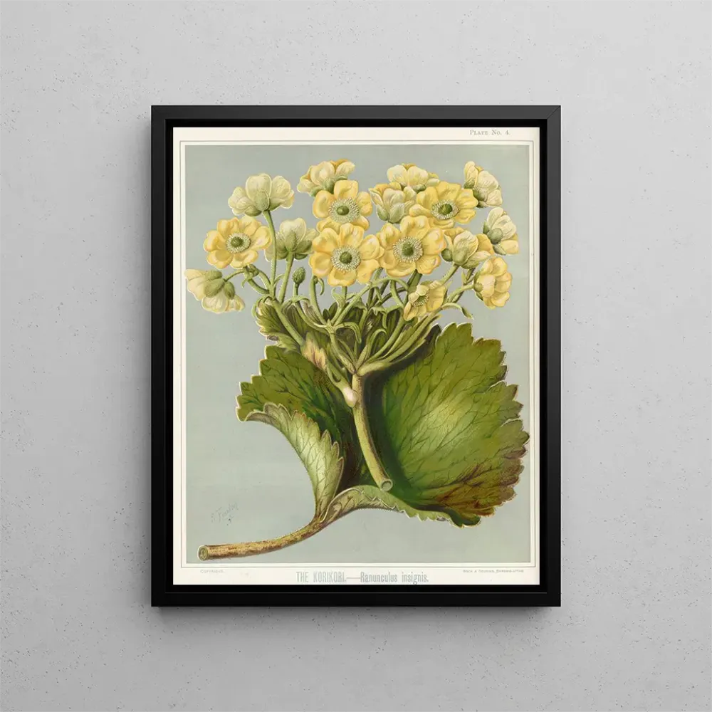Maalaus Le Korikori Ranunculus insignis, Planche 4 - Sarah Featon | Taidetuloste