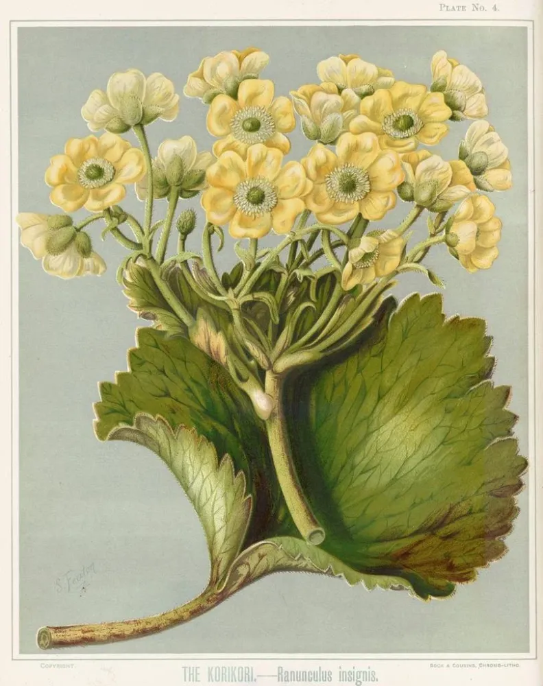 Maalaus Le Korikori Ranunculus insignis, Planche 4 - Sarah Featon | Taidetuloste