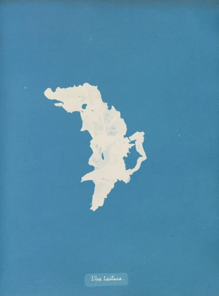 Maalaus Laitue - Anna Atkins | Taidetuloste