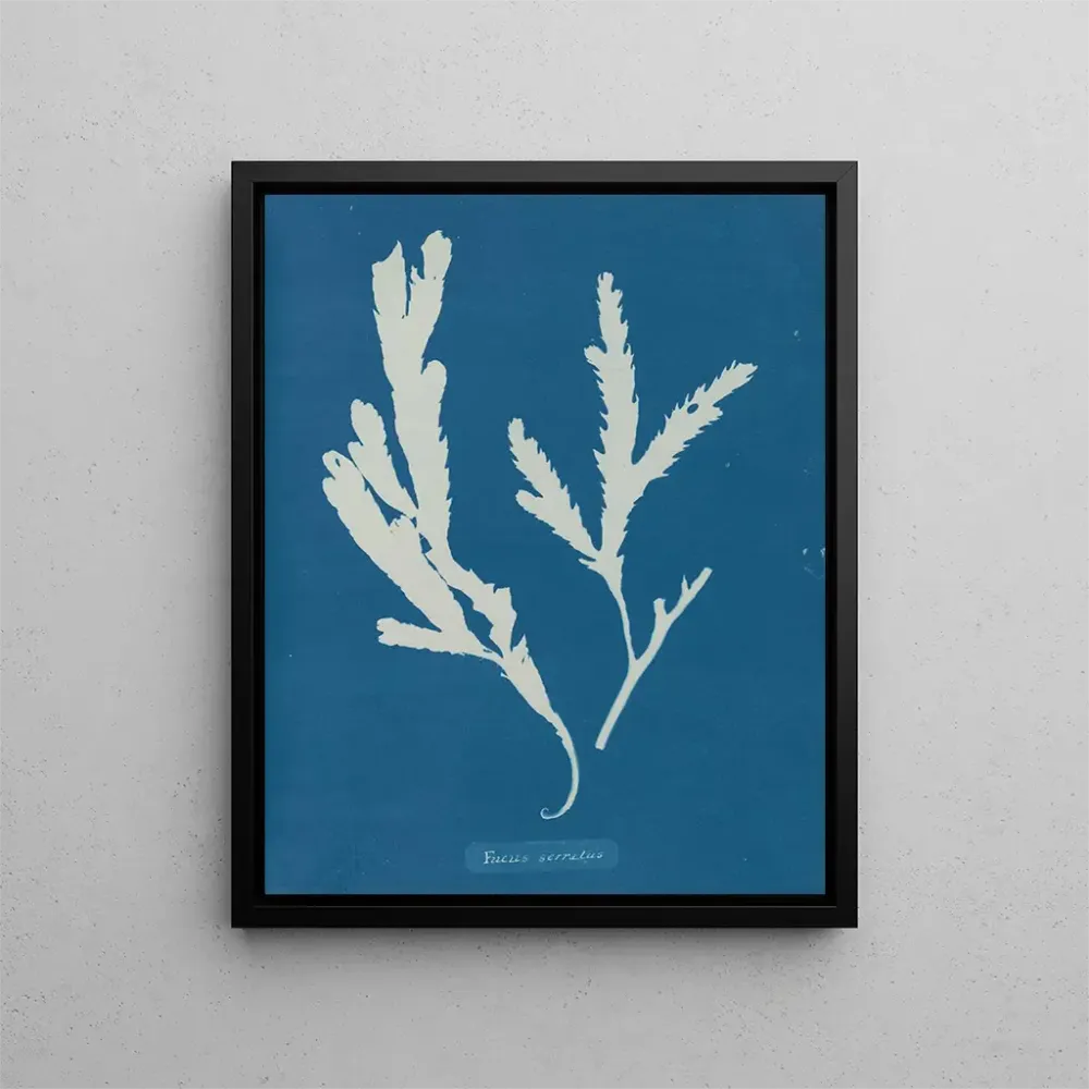 Maalaus Lame de scie - Anna Atkins | Taidetuloste