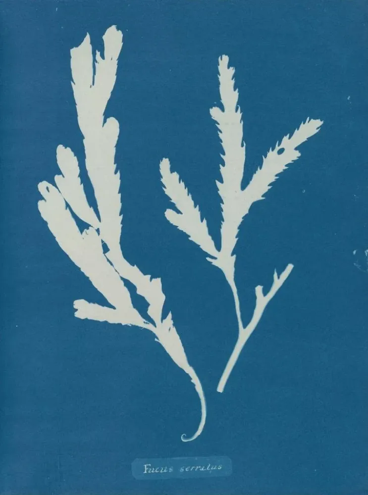 Maalaus Lame de scie - Anna Atkins | Taidetuloste