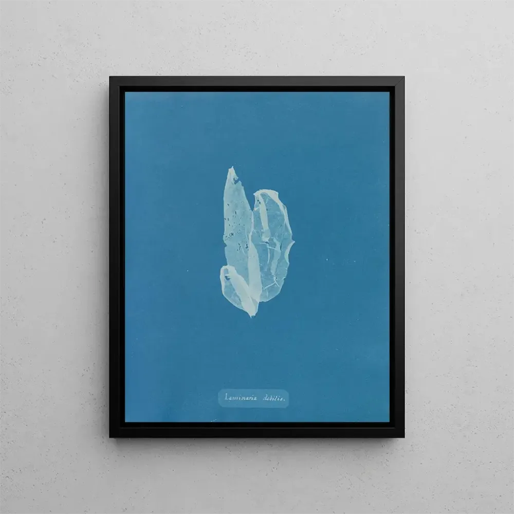 Maalaus La laminaire est faible - Anna Atkins | Taidetuloste
