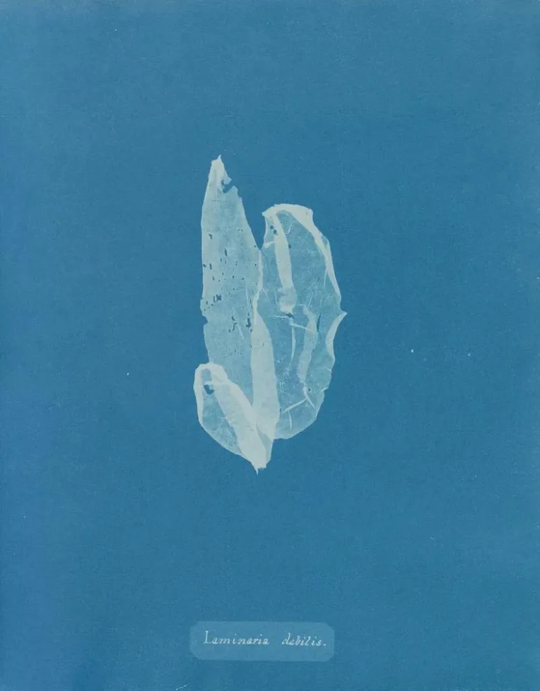 Maalaus La laminaire est faible - Anna Atkins | Taidetuloste