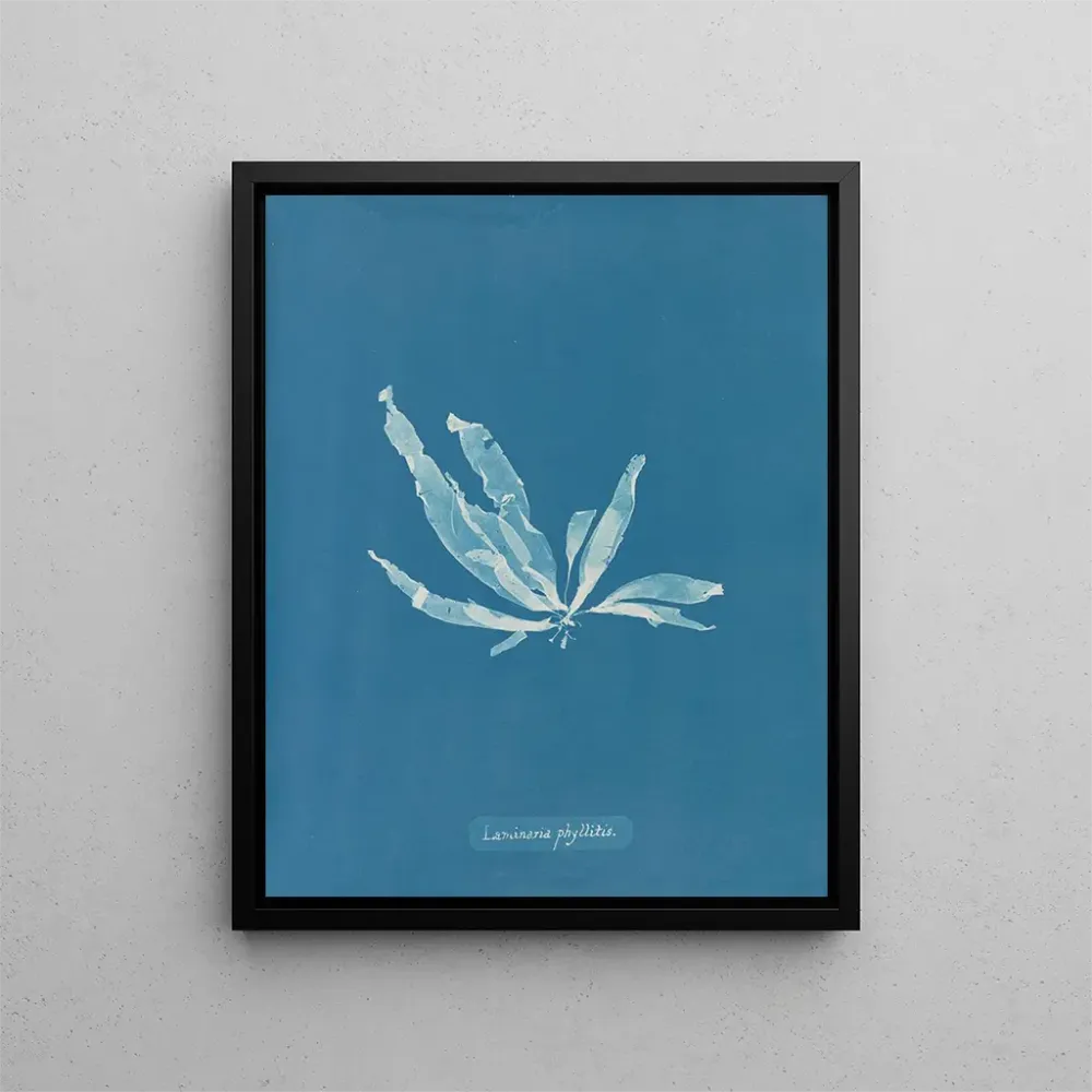 Maalaus Laminaria phyllitis - Anna Atkins | Taidetuloste