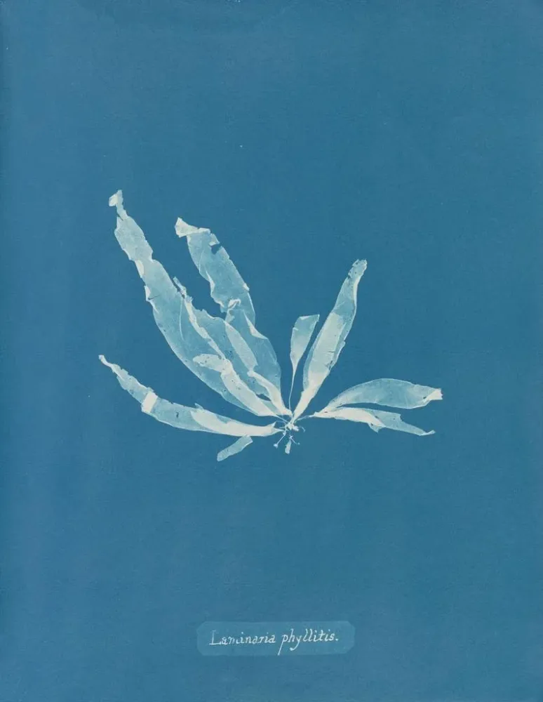 Maalaus Laminaria phyllitis - Anna Atkins | Taidetuloste