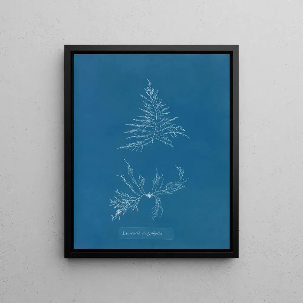 Maalaus Laurencia dasyphylla - Anna Atkins | Taidetuloste