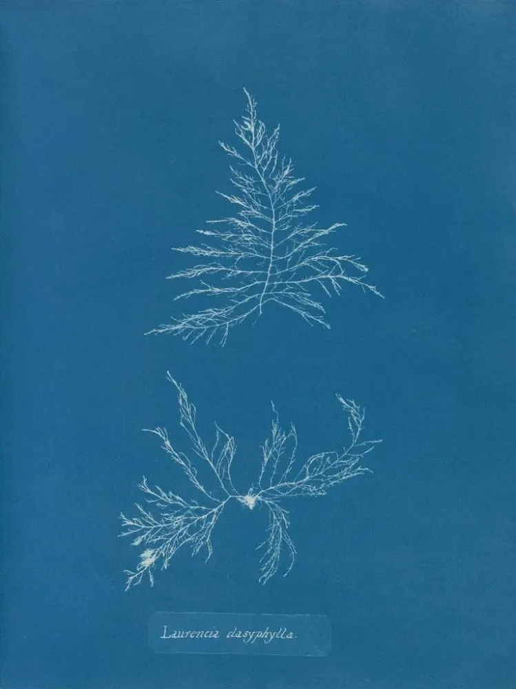 Maalaus Laurencia dasyphylla - Anna Atkins | Taidetuloste