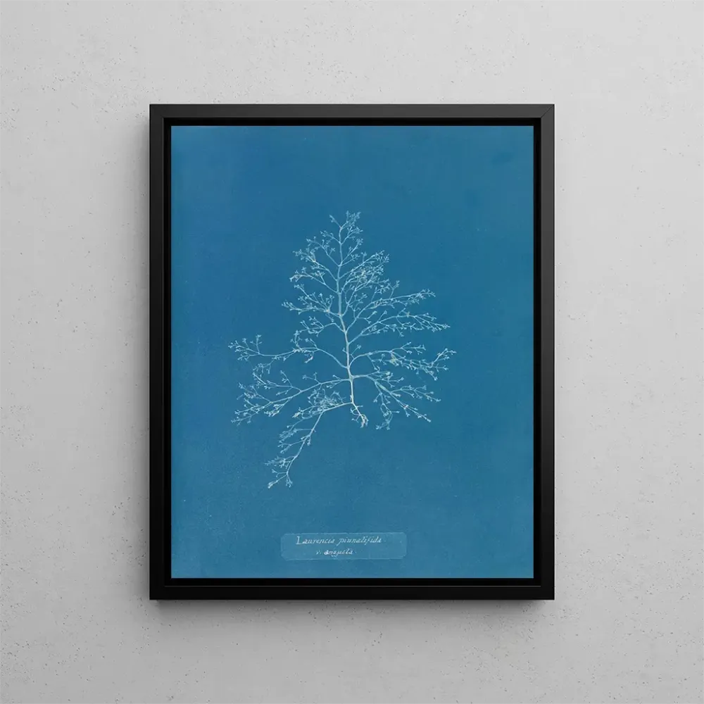 Maalaus Laurencia pinnatifida en angusta - Anna Atkins | Taidetuloste