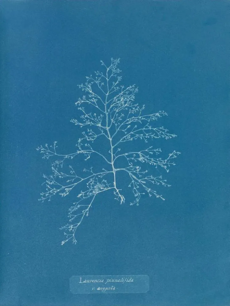 Maalaus Laurencia pinnatifida en angusta - Anna Atkins | Taidetuloste