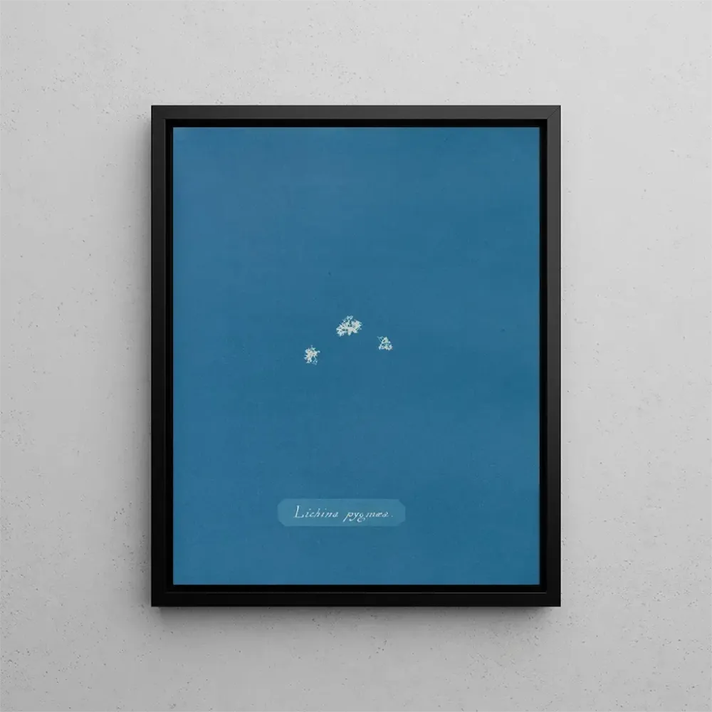 Maalaus Lichina pygma - Anna Atkins | Taidetuloste