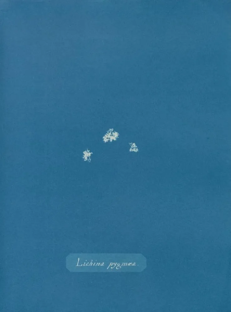 Maalaus Lichina pygma - Anna Atkins | Taidetuloste