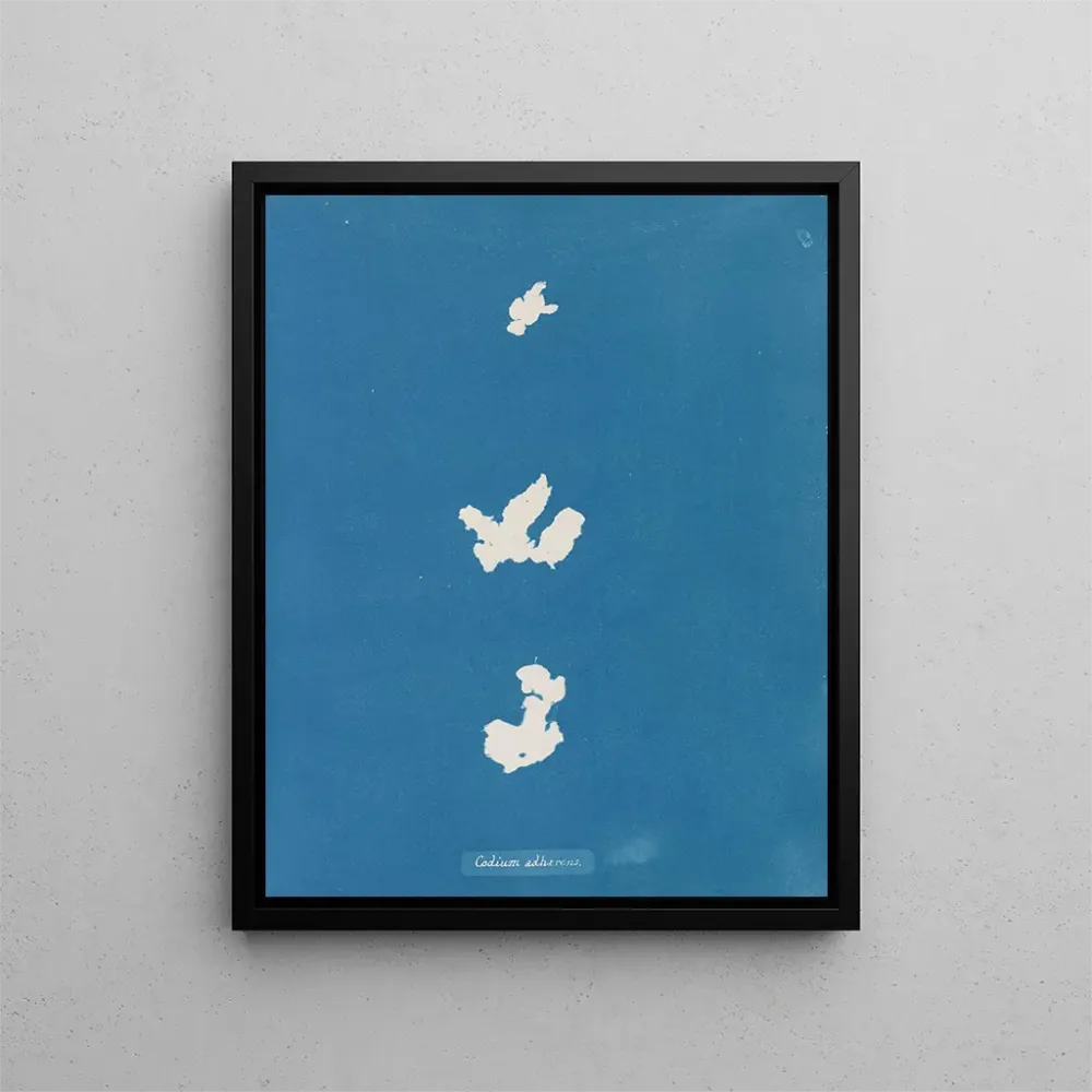 Maalaus Liity koodiin - Anna Atkins | Taidetuloste