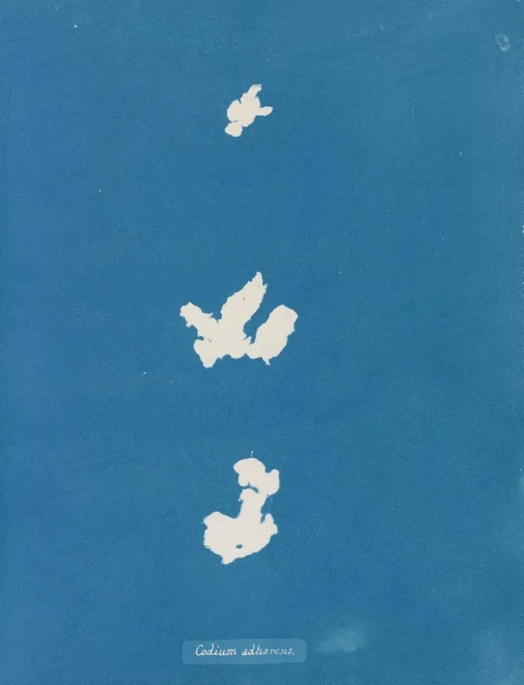 Maalaus Liity koodiin - Anna Atkins | Taidetuloste