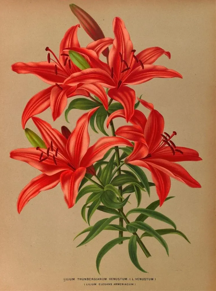Maalaus Lilium thunbergianum venustum - Arentina Hendrica Arendsen | Taidetuloste