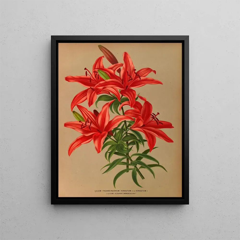 Maalaus Lilium thunbergianum venustum - Arentina Hendrica Arendsen | Taidetuloste