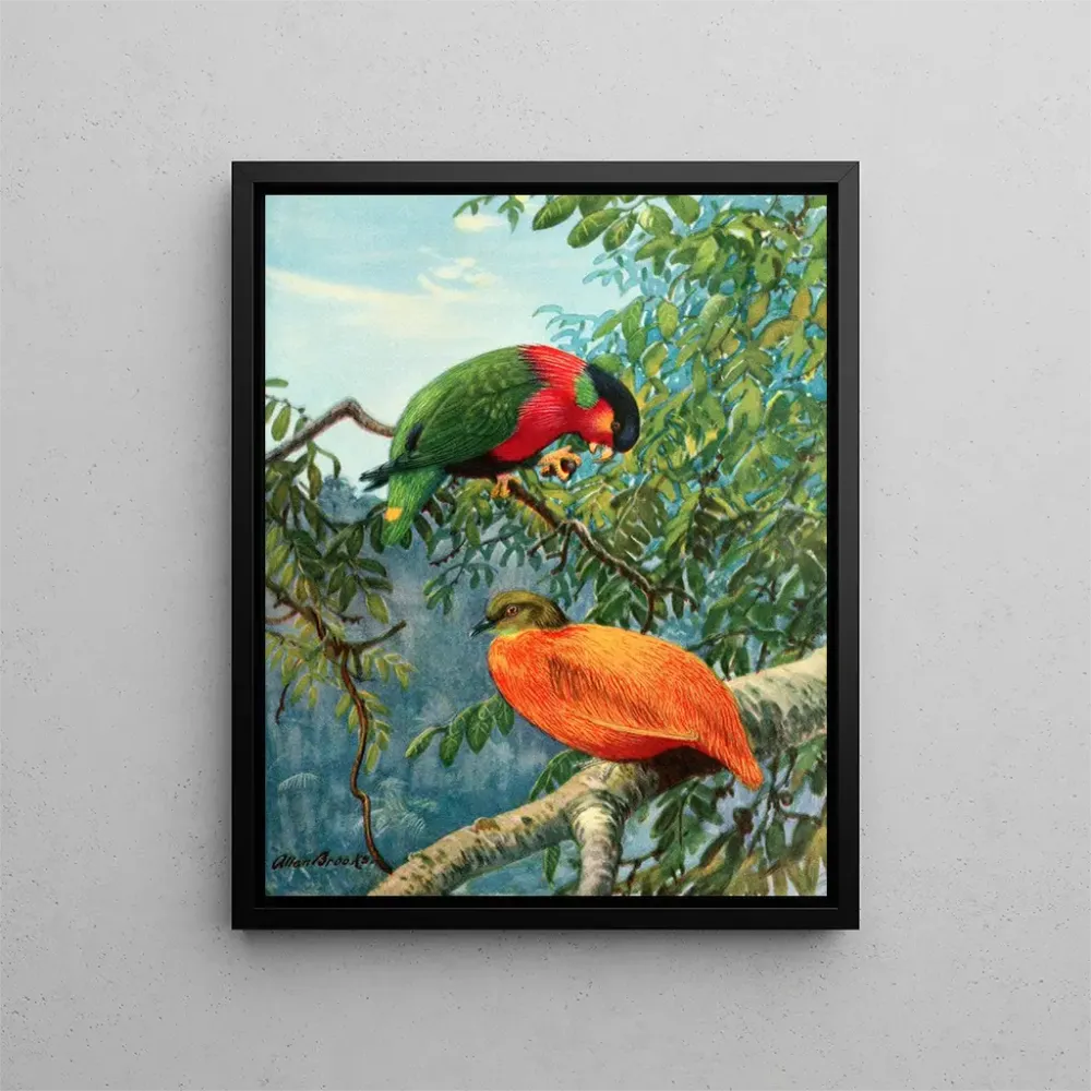 Maalaus Lori des Fidji et colombe orange - Allan Brooks | Taidetuloste