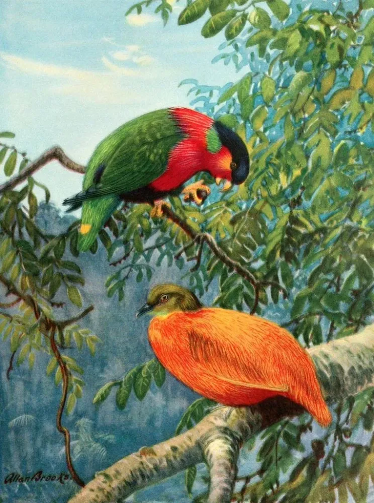 Maalaus Lori des Fidji et colombe orange - Allan Brooks | Taidetuloste