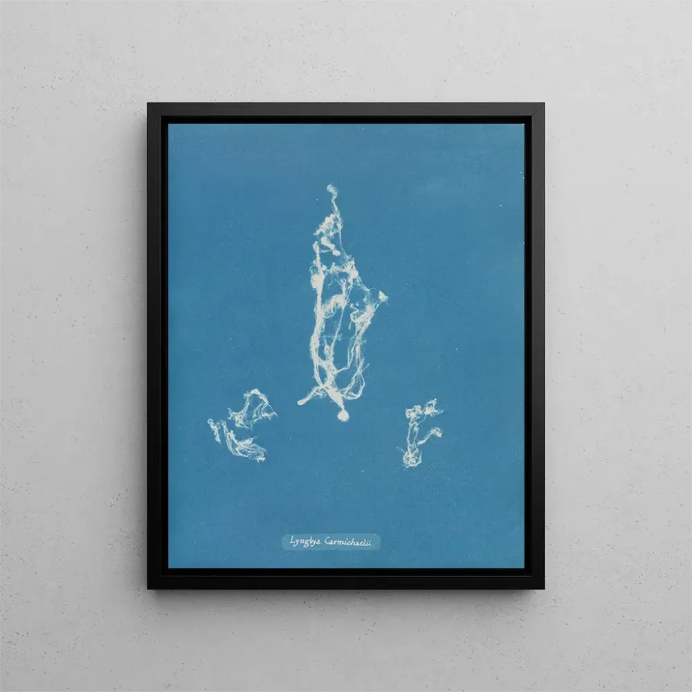 Maalaus Lyngbya Carmichaelii - Anna Atkins | Taidetuloste