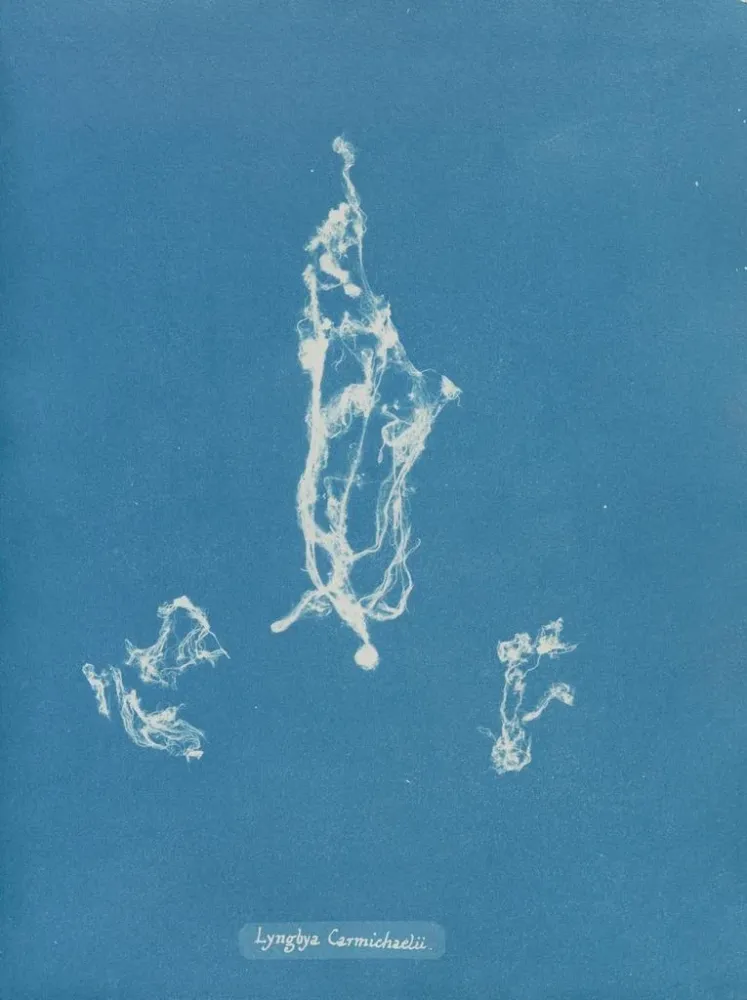 Maalaus Lyngbya Carmichaelii - Anna Atkins | Taidetuloste