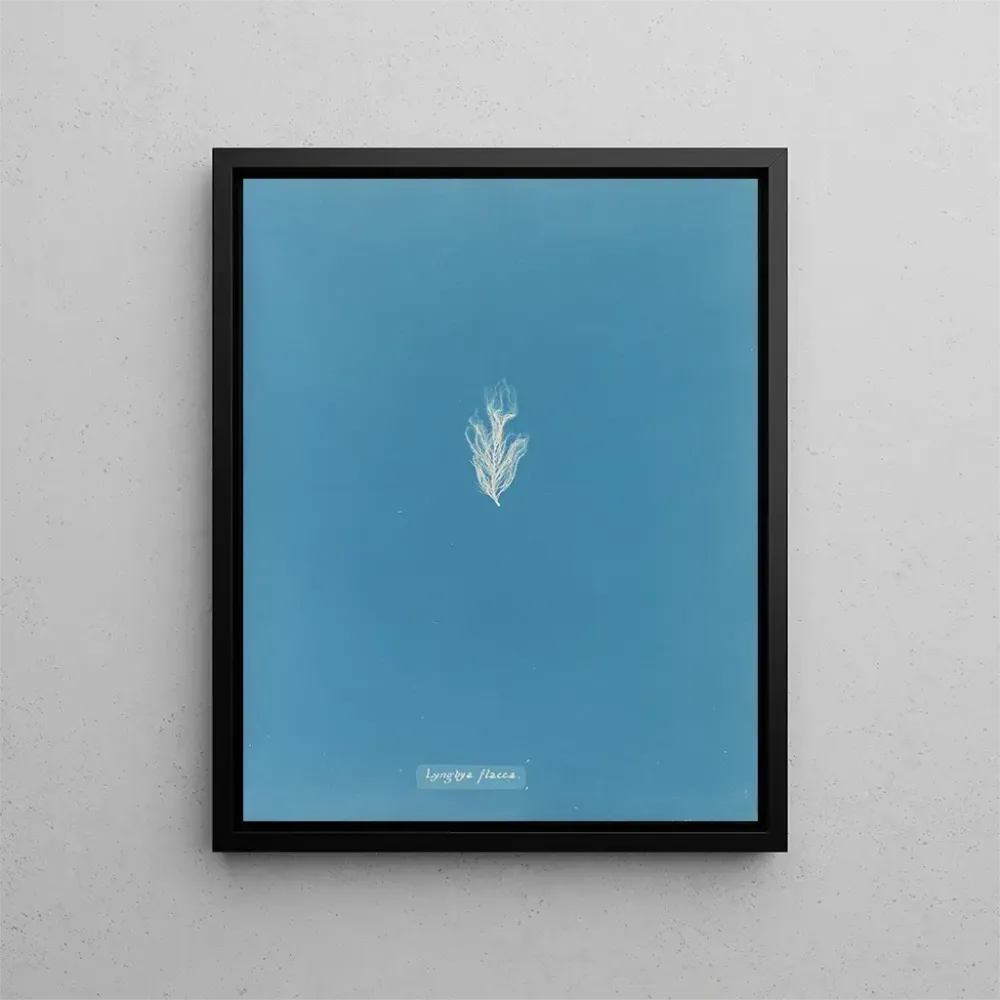 Maalaus Lyngbya flacca - Anna Atkins | Taidetuloste