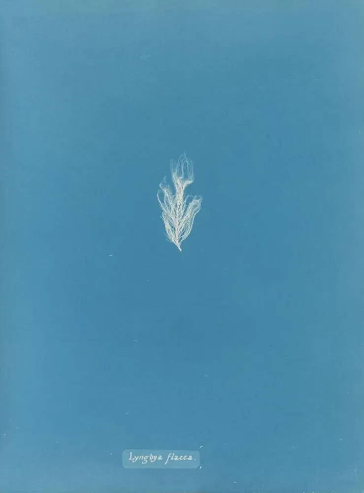 Maalaus Lyngbya flacca - Anna Atkins | Taidetuloste