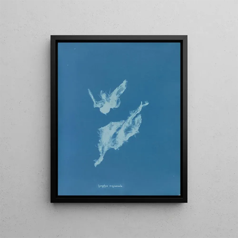 Maalaus Lyngbya majuscula - Anna Atkins | Taidetuloste
