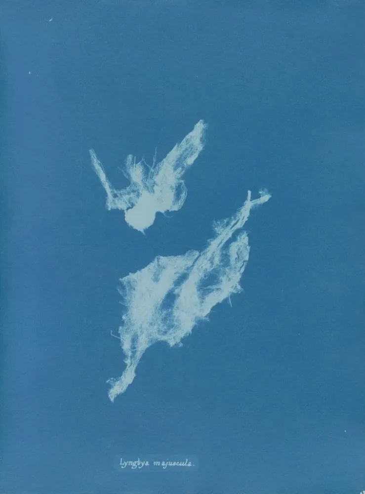 Maalaus Lyngbya majuscula - Anna Atkins | Taidetuloste
