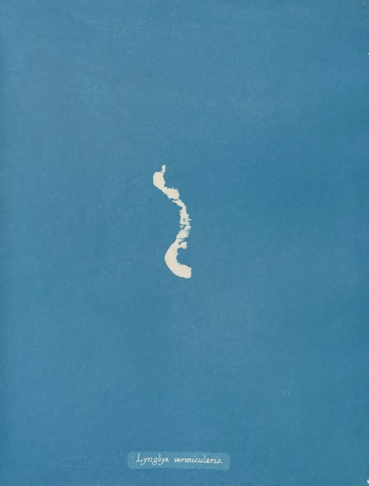 Maalaus Lyngbya vermicularis - Anna Atkins | Taidetuloste