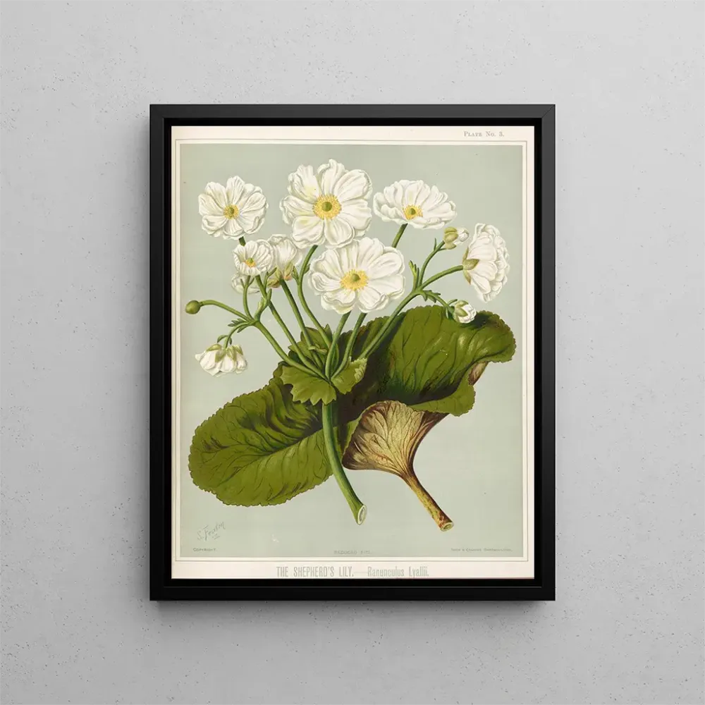 Maalaus Le Lys des bergers Ranunculus lyallii, Planche 3 - Sarah Featon | Taidetuloste