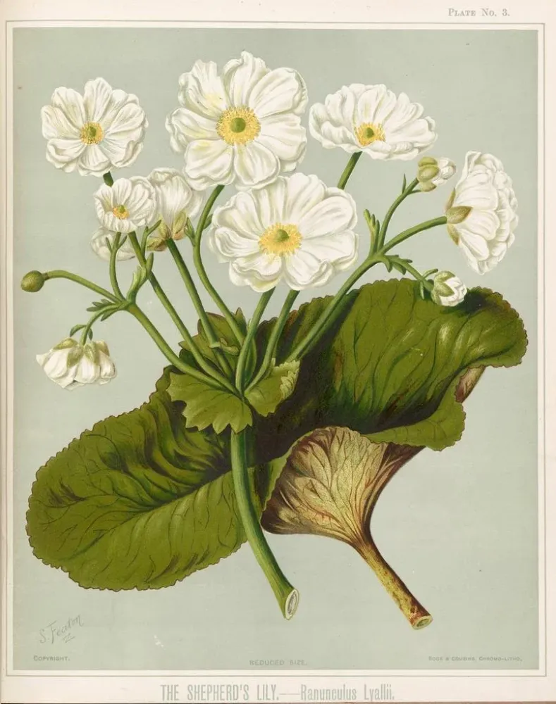 Maalaus Le Lys des bergers Ranunculus lyallii, Planche 3 - Sarah Featon | Taidetuloste