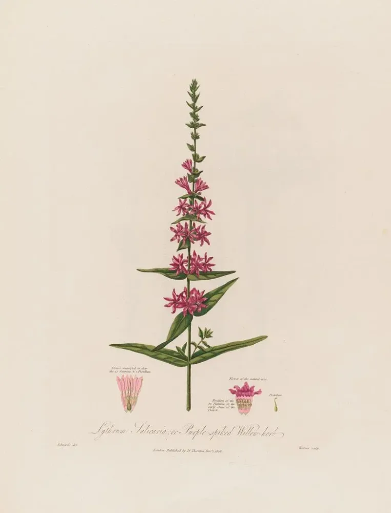 Maalaus Lythrum salicaria ou épilobe à fleurs pourpres - Robert John Thornton | Taidetuloste