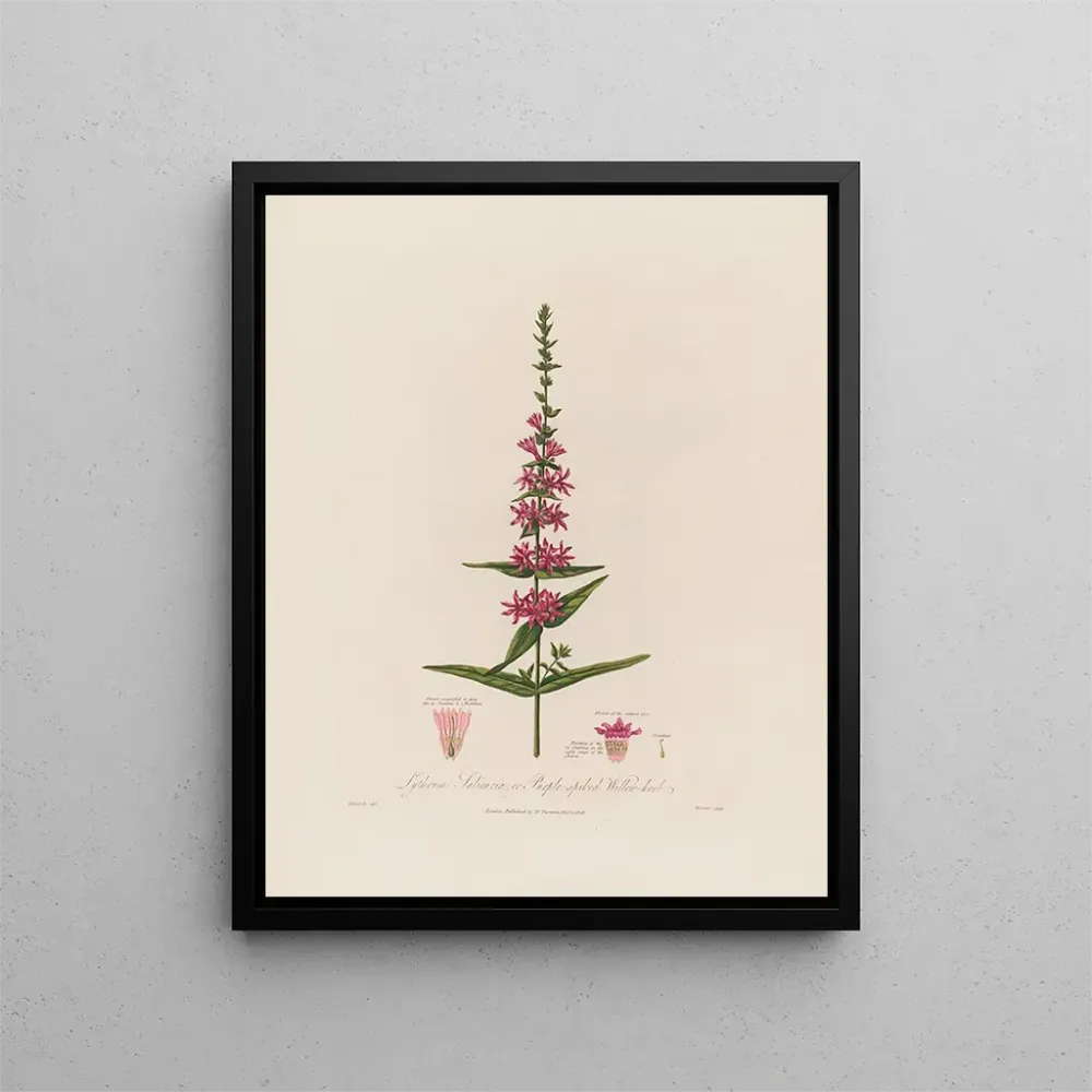 Maalaus Lythrum salicaria ou épilobe à fleurs pourpres - Robert John Thornton | Taidetuloste