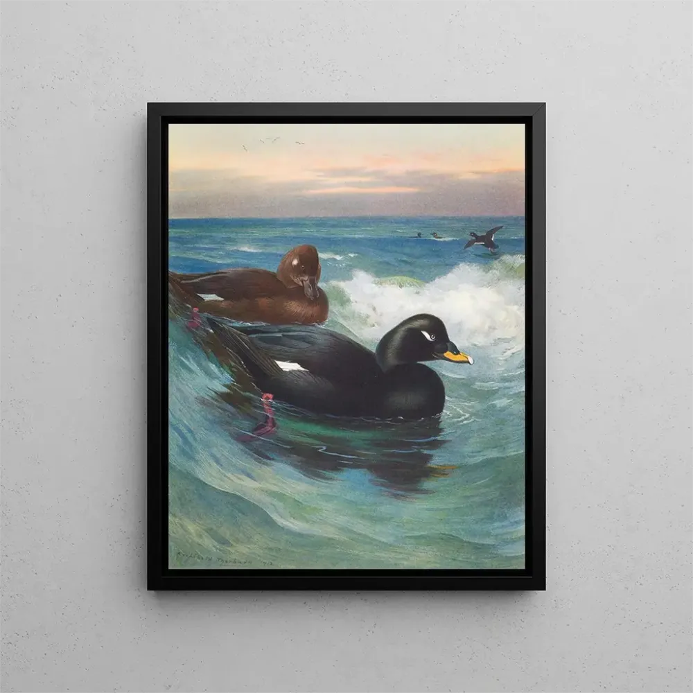 Maalaus Macreuse à velours - Archibald Thorburn | Taidetuloste