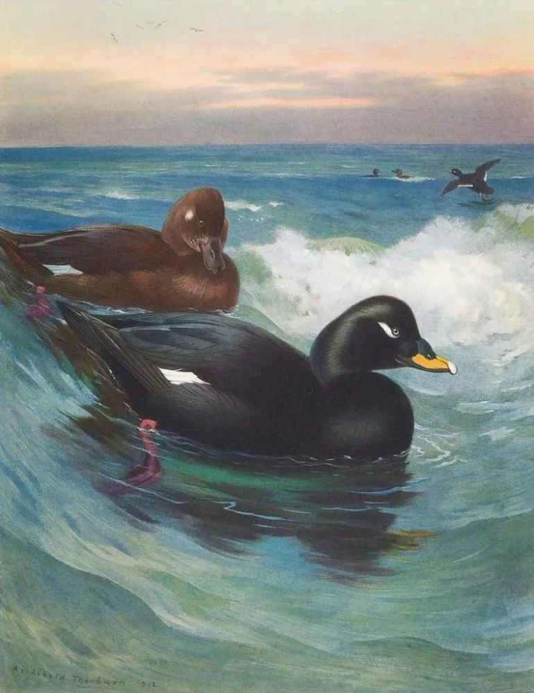 Maalaus Macreuse à velours - Archibald Thorburn | Taidetuloste