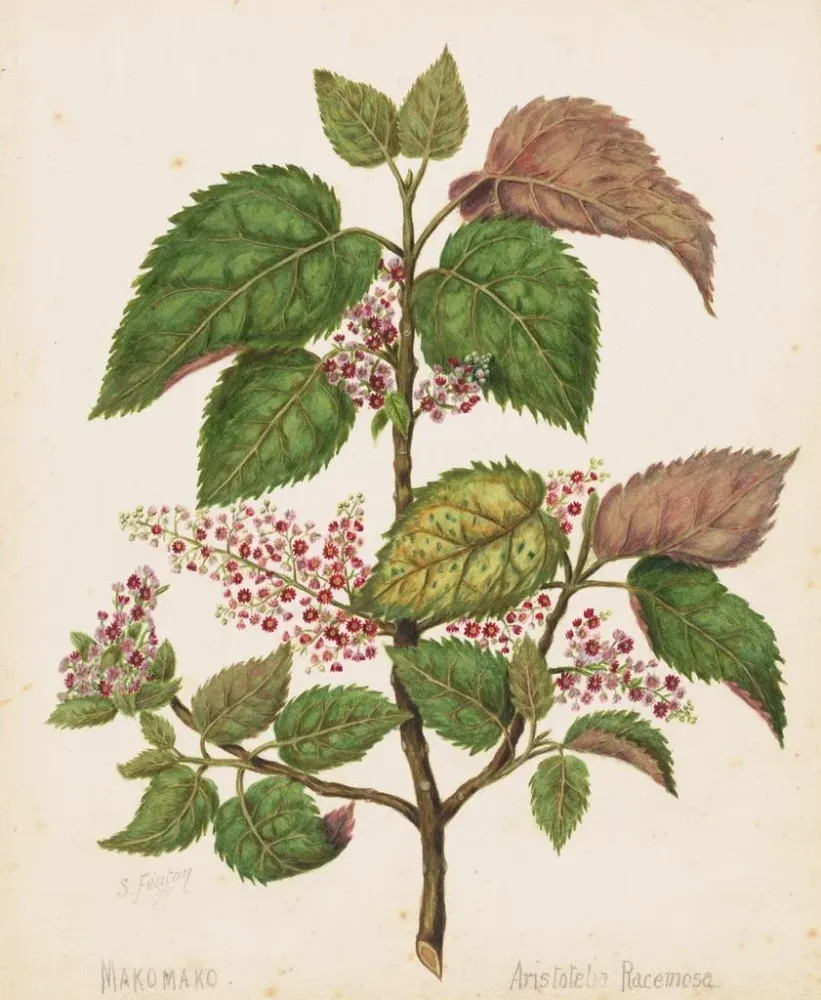 Maalaus Makomako Aristotelia racemosa - Sarah Featon | Taidetuloste