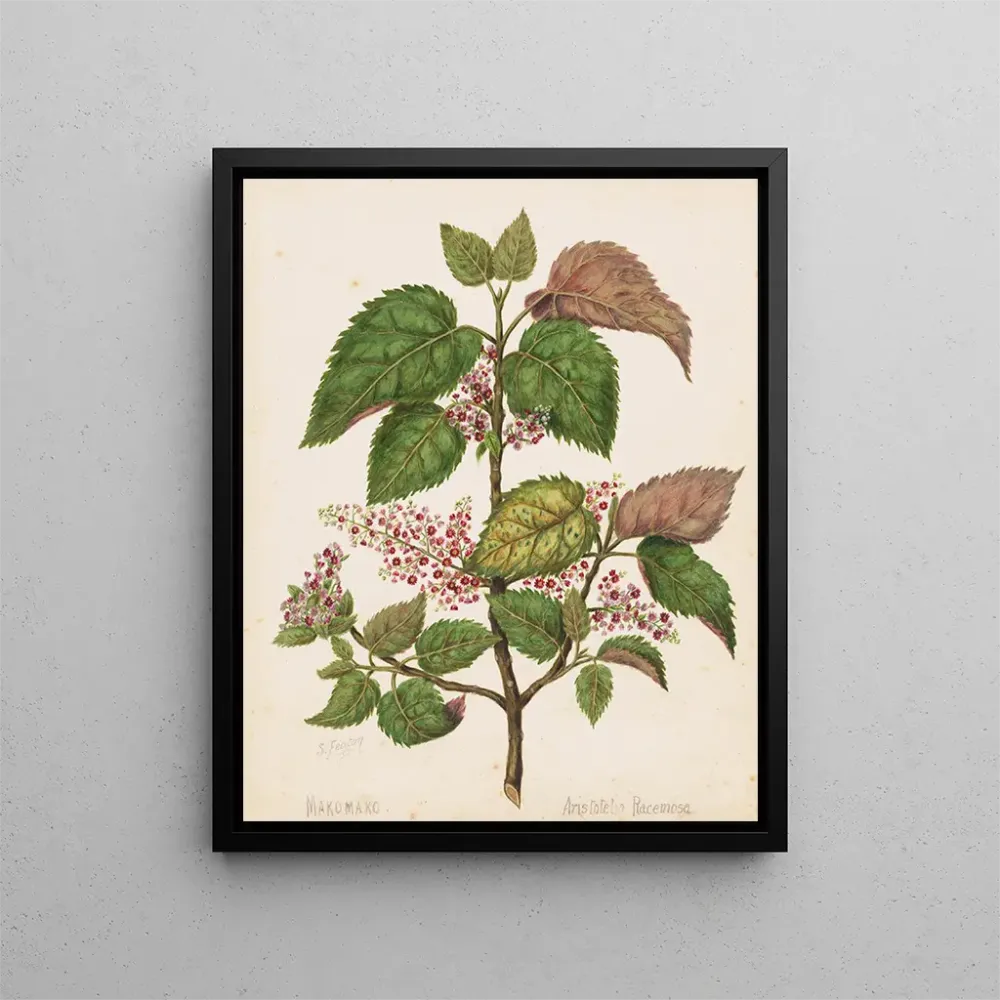 Maalaus Makomako Aristotelia racemosa - Sarah Featon | Taidetuloste