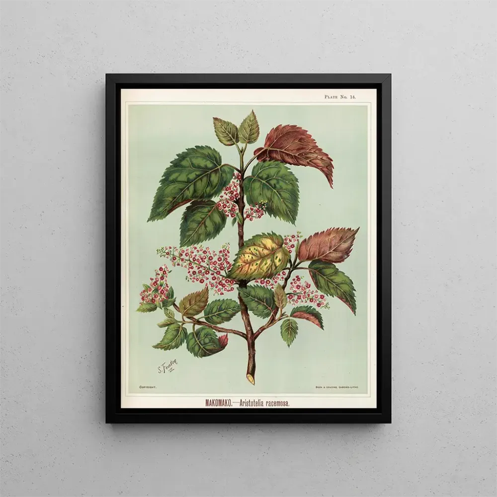 Maalaus Makomako Aristotelia racemosa - Sarah Featon | Taidetuloste
