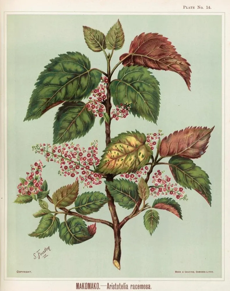Maalaus Makomako Aristotelia racemosa - Sarah Featon | Taidetuloste
