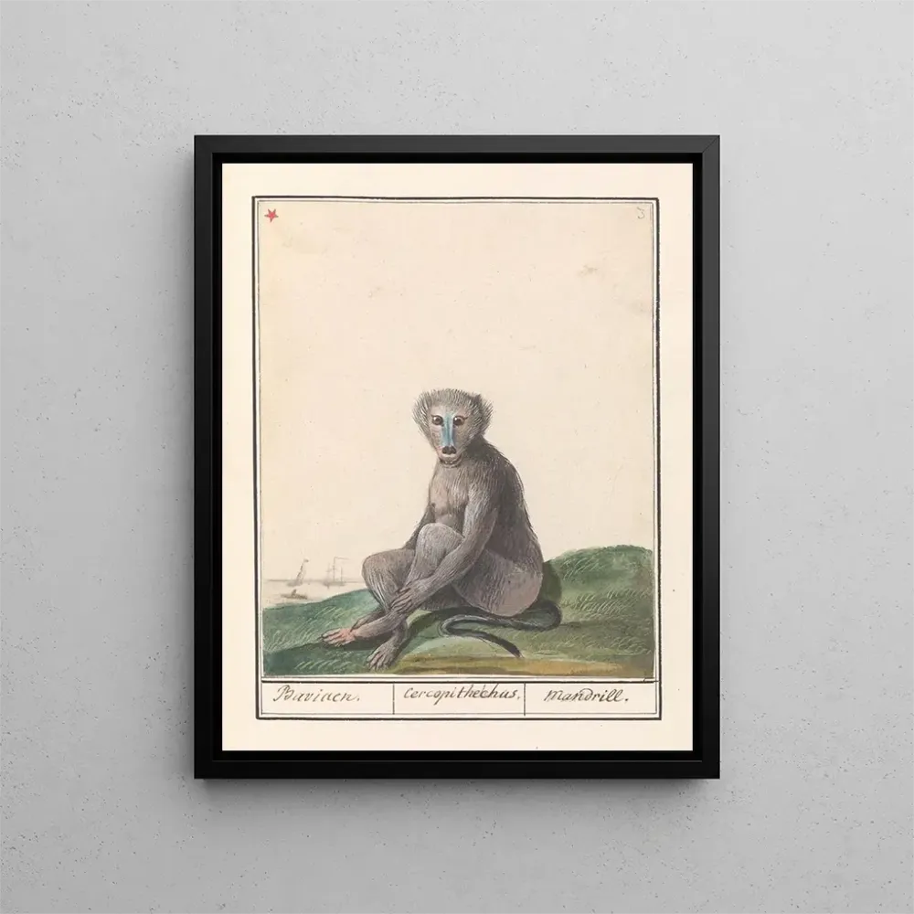 Maalaus Mandril Mandrillus sphinx Baviaen Cercopithechus Mandrill - Anselmus Botius de Boodt | Taidetuloste