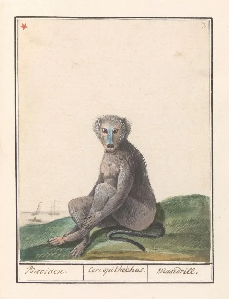 Maalaus Mandril Mandrillus sphinx Baviaen Cercopithechus Mandrill - Anselmus Botius de Boodt | Taidetuloste