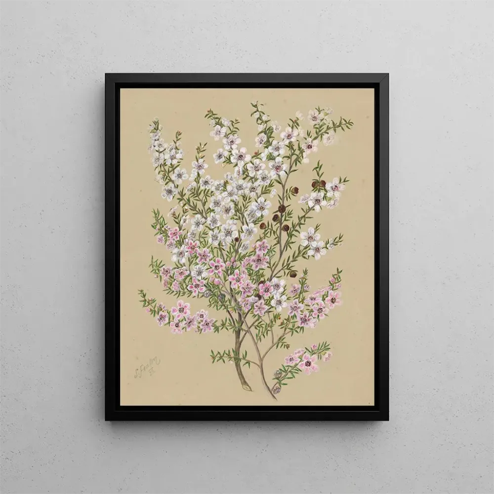 Maalaus Manuka Leptospermum scoparium - Sarah Featon | Taidetuloste