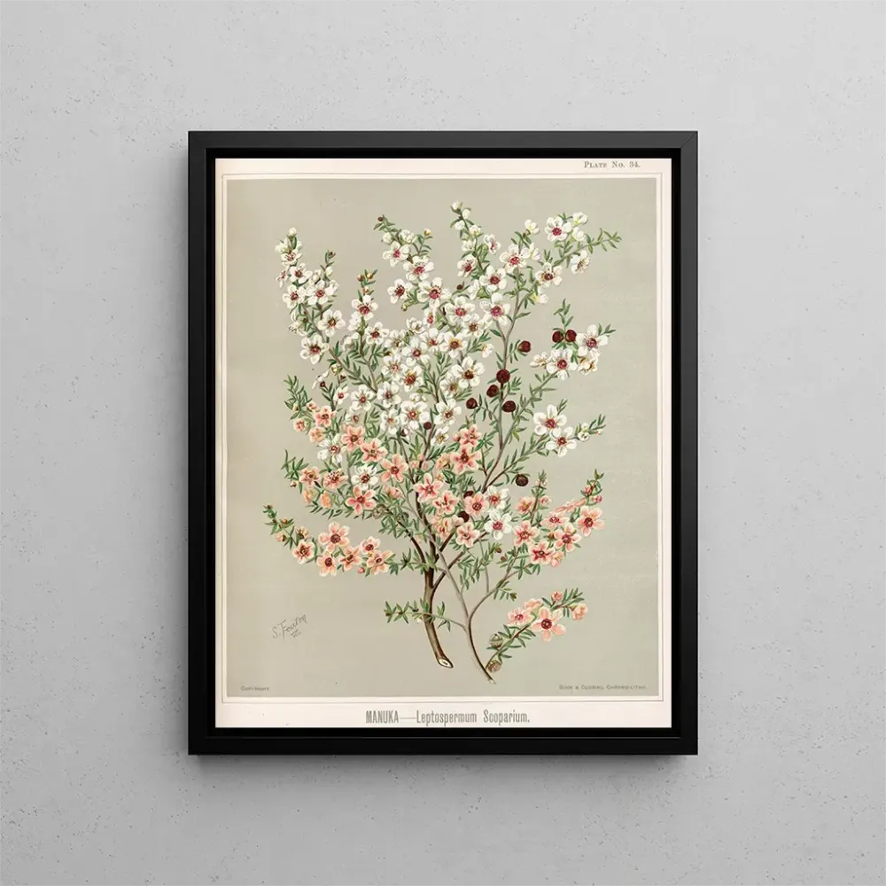 Maalaus Manuka Leptospermum scoparium - Sarah Featon | Taidetuloste