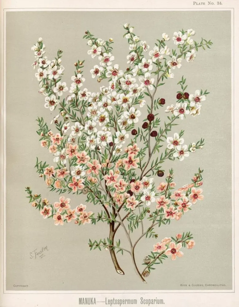 Maalaus Manuka Leptospermum scoparium - Sarah Featon | Taidetuloste