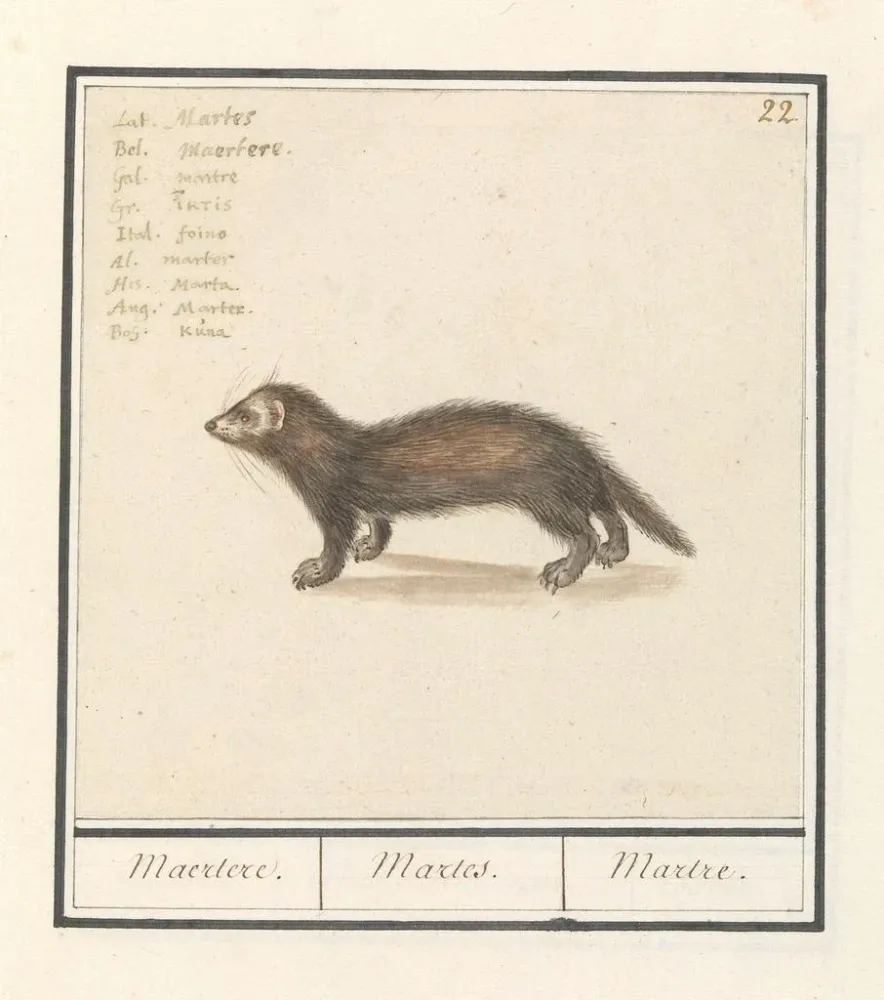 Maalaus Marter Martes Maertere Martes Martre - Anselmus Botius de Boodt | Taidetuloste
