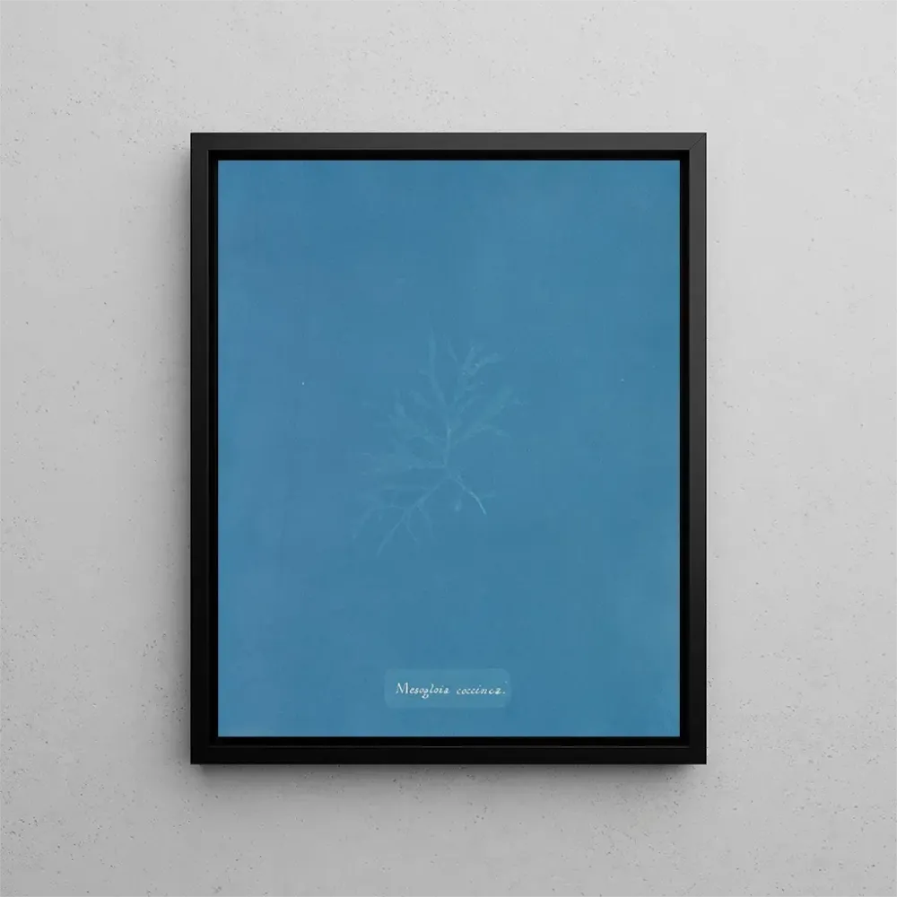 Maalaus Mesogloia coccinea - Anna Atkins | Taidetuloste
