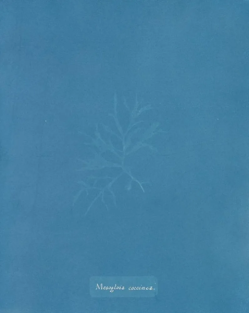 Maalaus Mesogloia coccinea - Anna Atkins | Taidetuloste