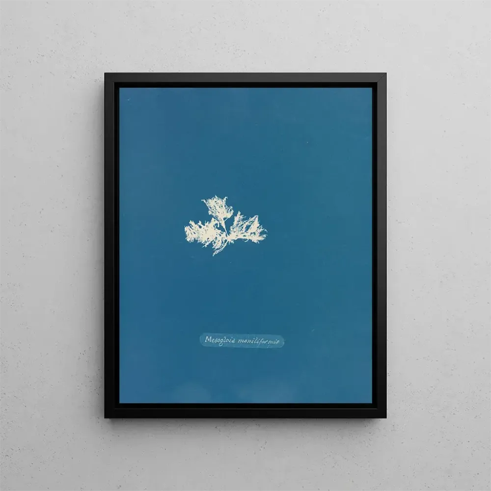 Maalaus Mesogloia moniliformis - Anna Atkins | Taidetuloste
